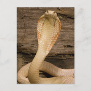 Postal Albino Monacled Cobra, Naja kaouthia, enrollado