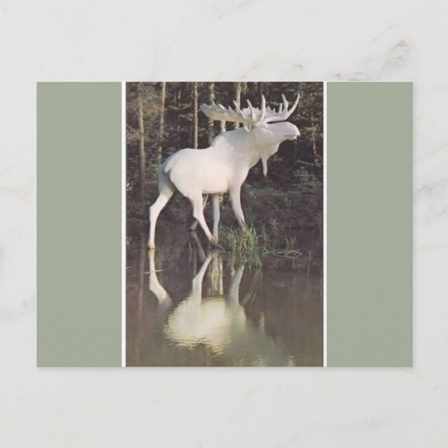 Postal Albino Moose (Anverso)