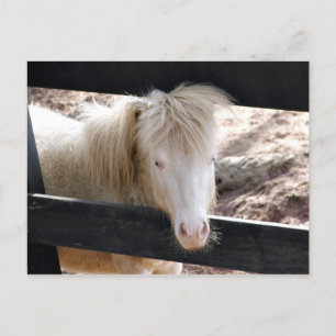 Postal Albino pony