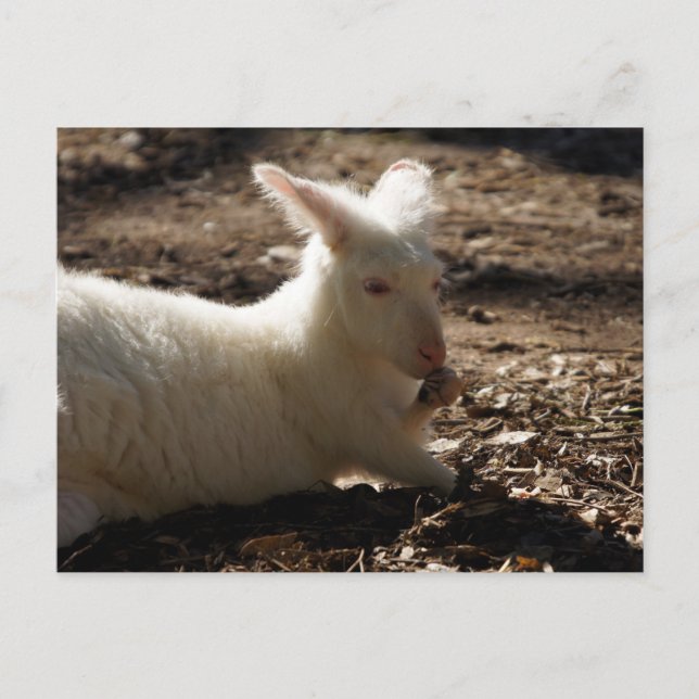 Postal Albino Wallaby (Anverso)