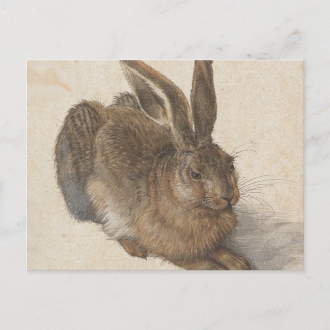 Postal Albrecht Dürer - Hare (Anverso)