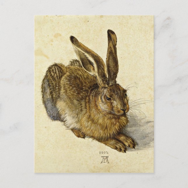 Postal Albrecht Durer - Hare (1502) (Anverso)