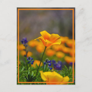 Postal Alcance de la estrella