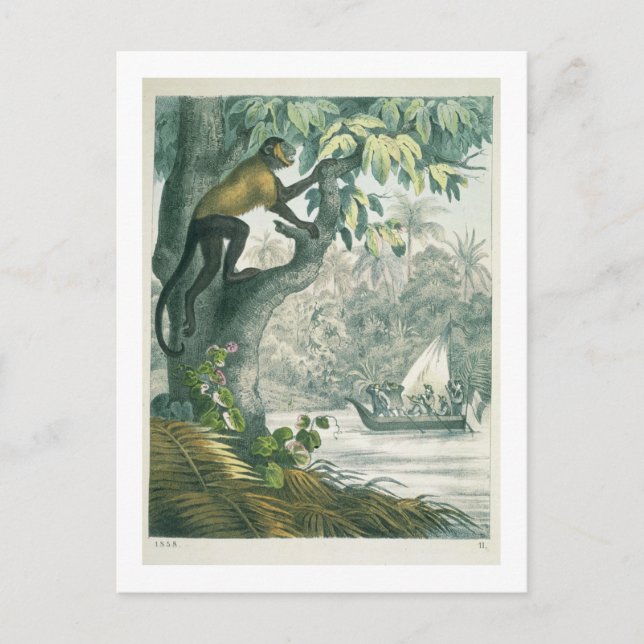 Postal Alcance superior de la Amazonía, de 'Das Buch der  (Anverso)