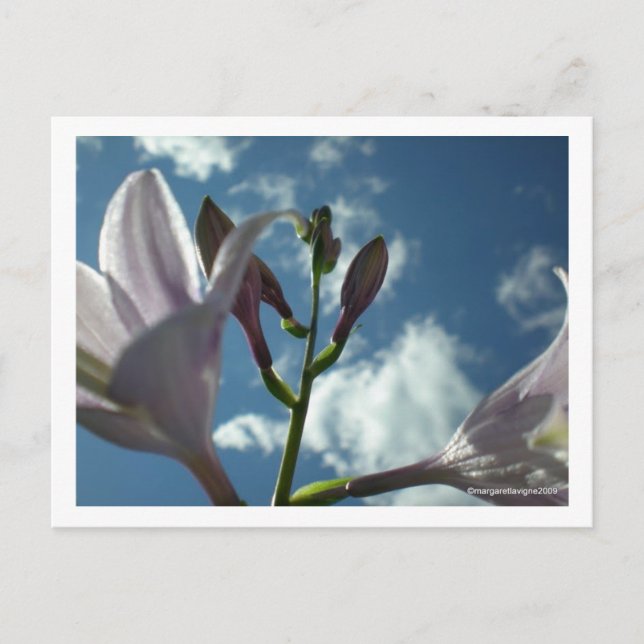 Postal "Alcanzar el cielo" (Anverso)