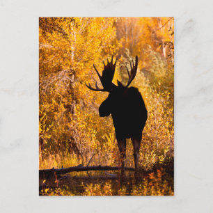 Postal Alce (Alces Alces) Macho en Sauces Dorados 2
