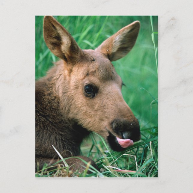 Postal alce, Alces alces, ternero acostado en hierba, Ken (Anverso)