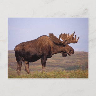 Postal alce, Alces alces, toro con grandes cuernos