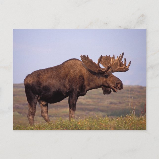 Postal alce, Alces alces, toro con grandes cuernos (Anverso)