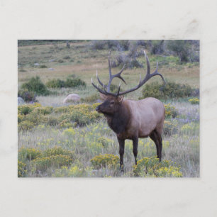 Postal Alce americano   Parque Nacional Rocky, Colorado
