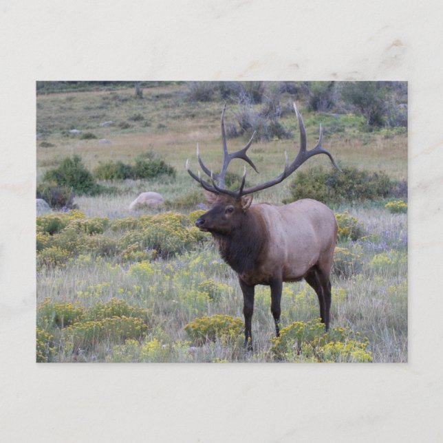 Postal Alce americano | Parque Nacional Rocky, Colorado (Anverso)