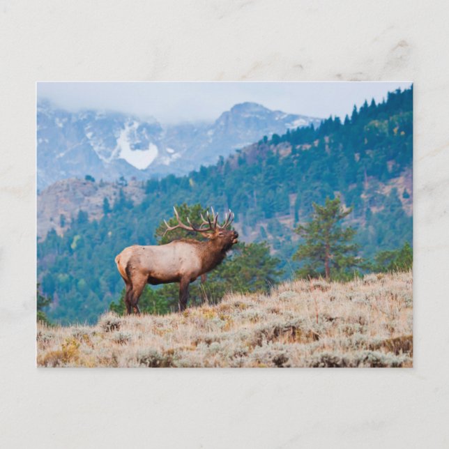Postal Alce (Cervus Elephus) Toro Bugling (Anverso)