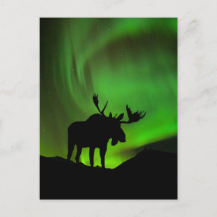 Postal Alce con Aurora Boreal verde, Alaska