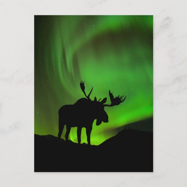 Postal Alce con Aurora Boreal verde, Alaska (Anverso)