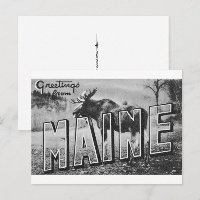 Postal Alce de Maine  (Anverso / Reverso)