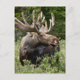 Postal Alce de toro en lo salvaje