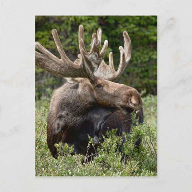 Postal Alce de toro en lo salvaje (Anverso)