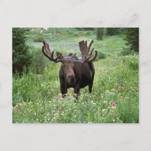 Postal Alce macho Alces alces) en flores silvestres,