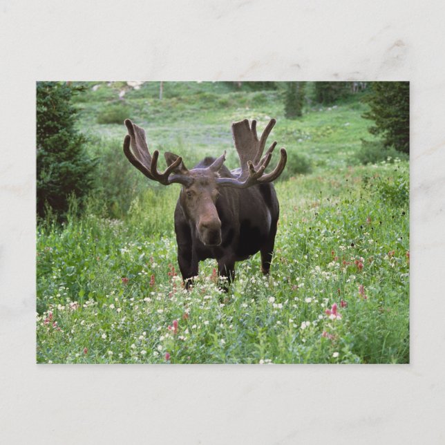 Postal Alce macho Alces alces) en flores silvestres, (Anverso)
