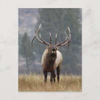 Alce macho bramando, Parque Nacional Yellowstone, 