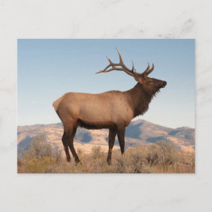 Postal Alce macho cerca de Mammoth   Wyoming