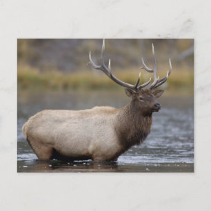 Postal Alce macho cruzando   Parque Nacional Yellowstone