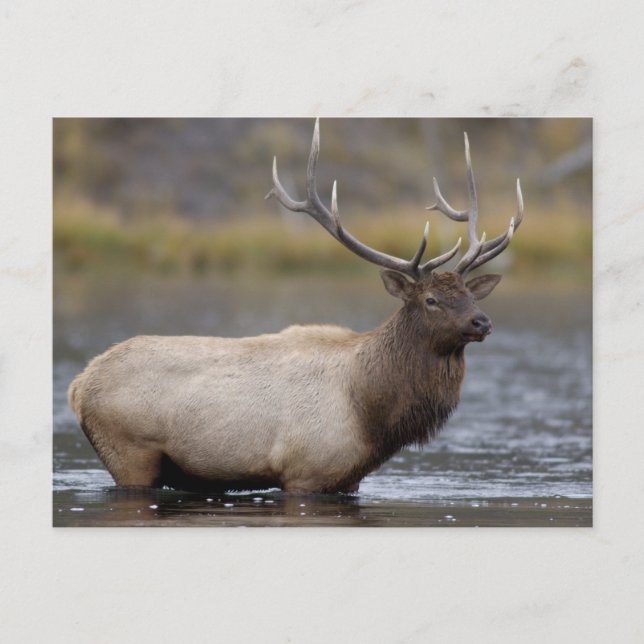 Postal Alce macho cruzando | Parque Nacional Yellowstone (Anverso)