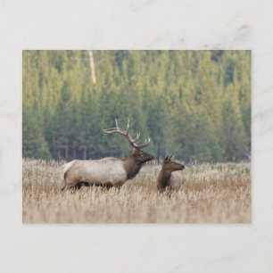 Postal Alce macho en pradera   Parque Nacional Yellowston