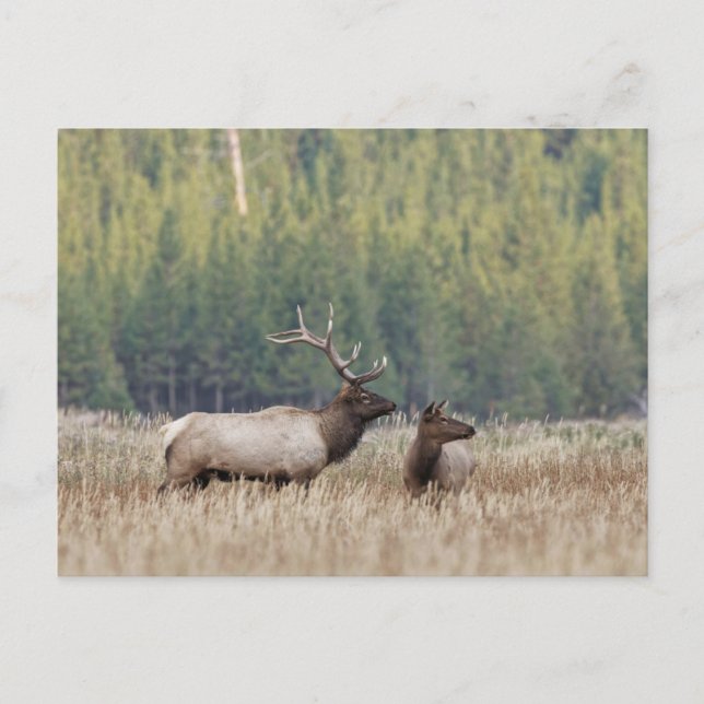 Postal Alce macho en pradera | Parque Nacional Yellowston (Anverso)