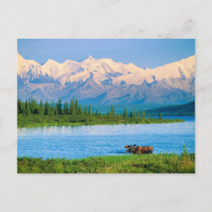 Postal Alce macho en Wonder Lake