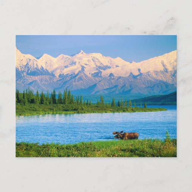 Postal Alce macho en Wonder Lake (Anverso)