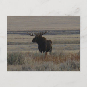 Postal Alce Macho Grande M1