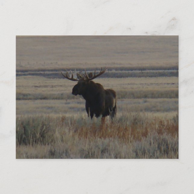 Postal Alce Macho Grande M1 (Anverso)