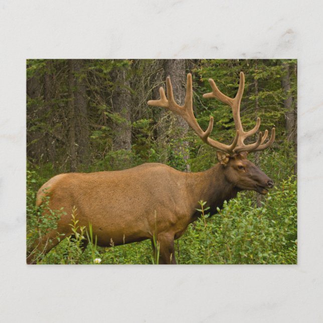 Postal Alce macho | Parque Nacional Banff, Alberta, Canad (Anverso)