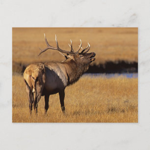 Postal Alce macho Roosevelt Wyoming