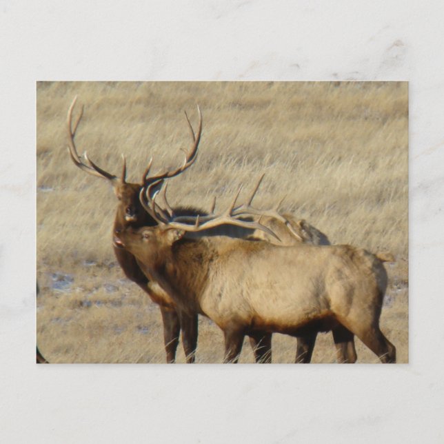 Postal Alce toro E24 (Anverso)