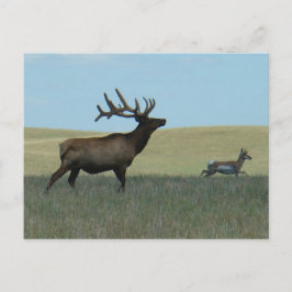 Postal Alce toro E34 y antílope berrendo