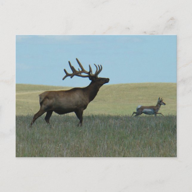 Postal Alce toro E34 y antílope berrendo (Anverso)