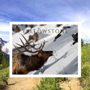 Postal Alce toro, invierno, Np. Yellowstone
