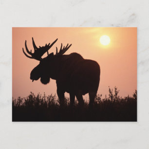 Postal alces, alces del Alces, toro con las astas