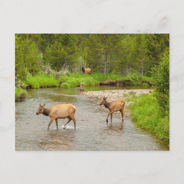 Postal Alces cruzando el río Colorado (Anverso)