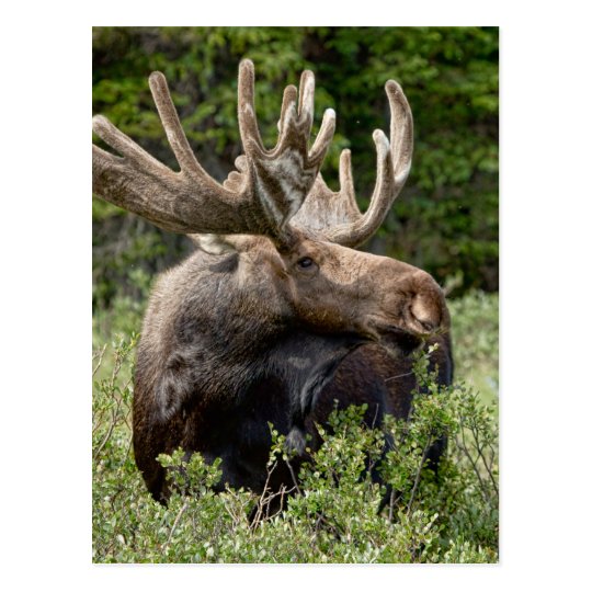 Postal Alces de Bull en el salvaje