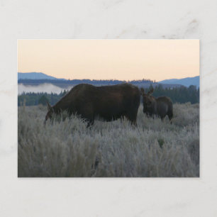 Postal Alces pastando al amanecer en Grand Teton