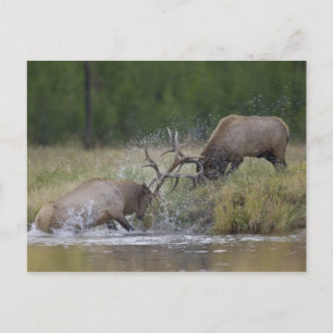 Postal Alces toros luchando, Parque Nacional Yellowstone,