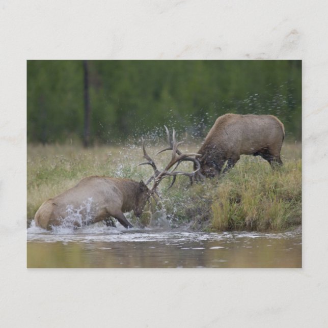Postal Alces toros luchando, Parque Nacional Yellowstone, (Anverso)