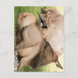 Postal Alces y pájaro