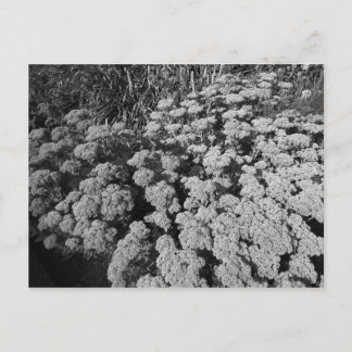 Postal Alegría de sedum de otoño