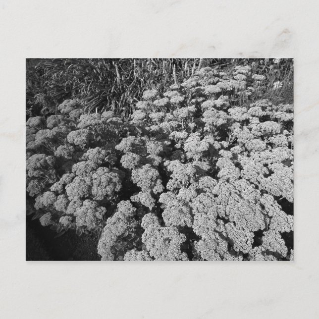 Postal Alegría de sedum de otoño (Anverso)