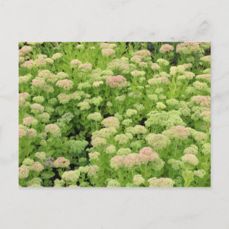 Postal Alegría de sedum de otoño