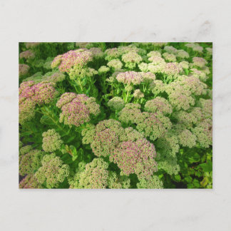 Postal Alegría de sedum de otoño